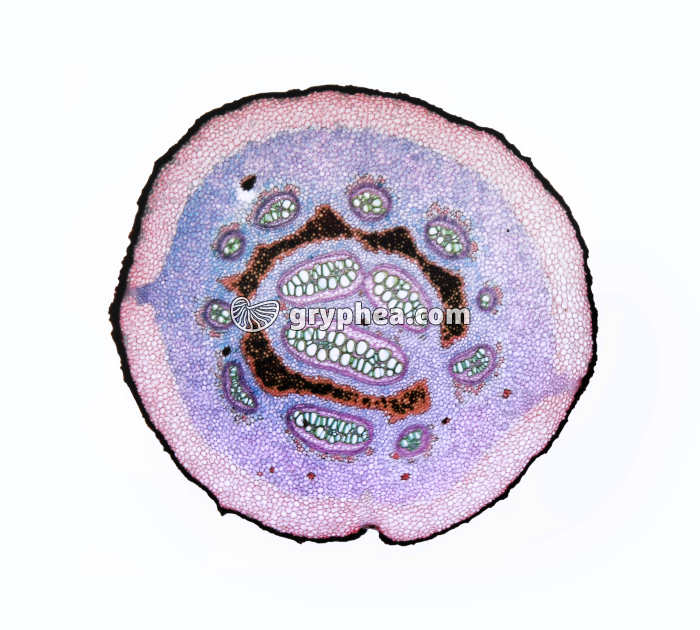 Rhizome de fougère (Pteris sp.) CT x4 - gryphea.com